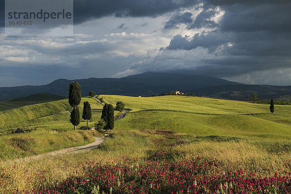 Landschaft mit Feldweg  bei Pienza  Val d'Orcia  Provinz Siena  Toskana  Italien  Europa