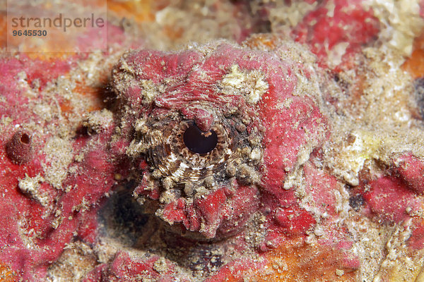 Auge  Echter Steinfisch (Synanceia verrucosa)  Jordanien  Asien