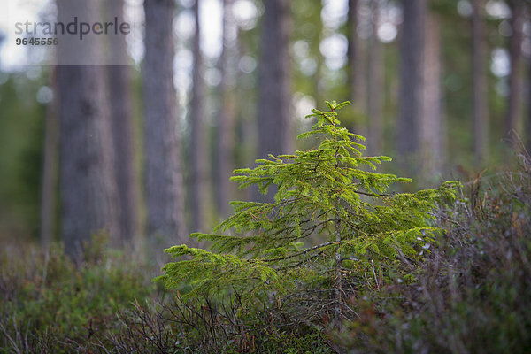 Wald  Åsenhöga  Gnosjö  Jönköpings län  Schweden  Europa