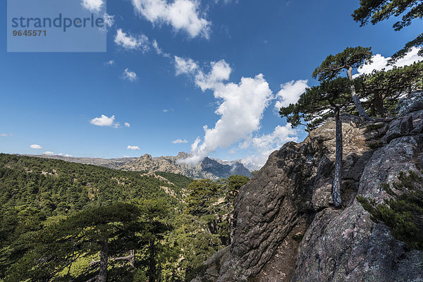 Ausblick über Kiefernwald  Col de Bavella  Bavella-Massiv  Korsika  Frankreich  Europa