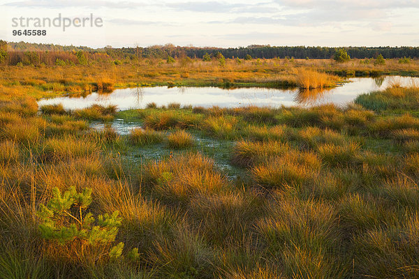 Herbstliches Moor im Abendlicht  Naturschutzgebiet Schweimker Moor  Niedersachsen  Deutschland  Europa