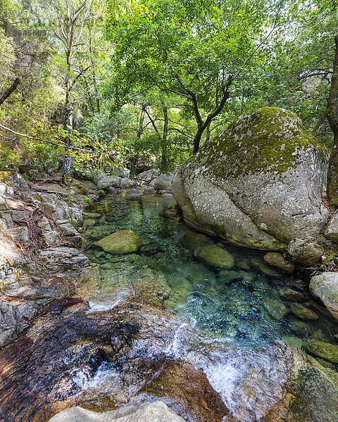 Oberer Flusslauf der Solenzara  große Gumpe im Wald  Korsika  Frankreich  Europa