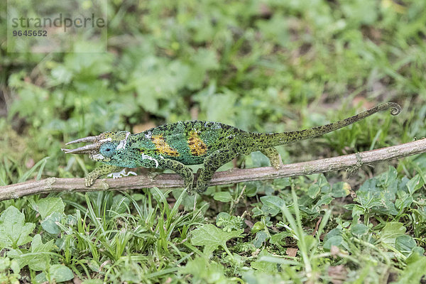 Dreihornchamäleon (Trioceros jacksonii)  Männchen  Bwindi-Impenetrable-Forest-Nationalpark  Uganda  Afrika