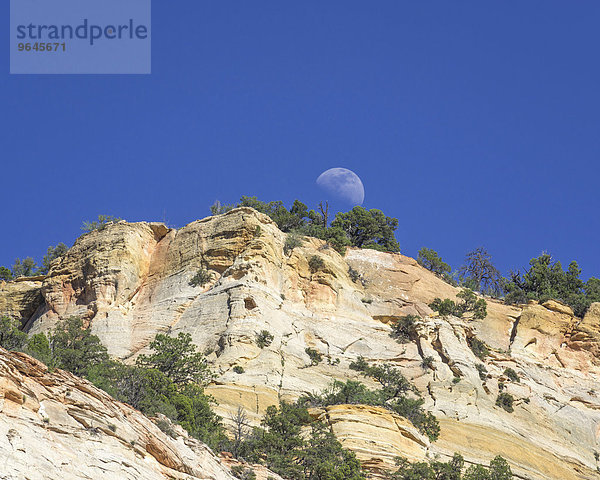 Aufgehender Mond und Checkerboard Mesa aus Navajo-Sandstein  Zion-Nationalpark  Springdale  Utah  USA  Nordamerika