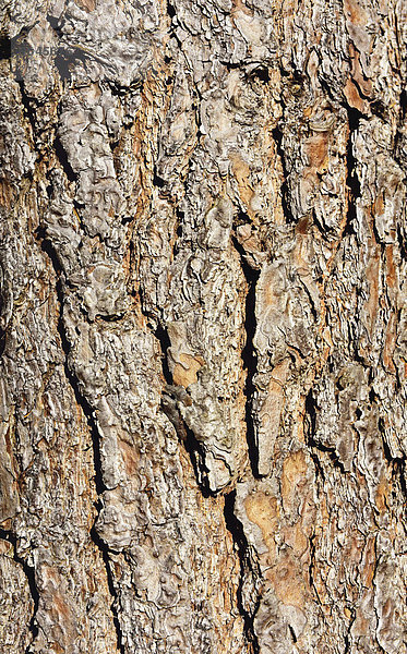 Borke einer Kiefer (Pinus sylvestris)  Bayern  Deutschland  Europa