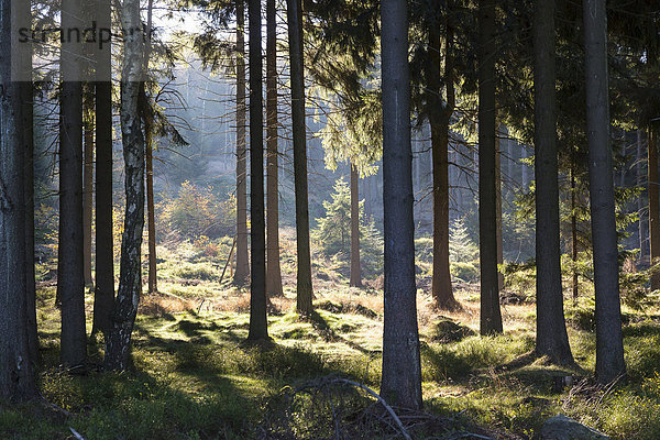 Sonnenlicht im Fichtenwald  Zittauer Gebirge  bei Lückendorf  Sachsen  Deutschland  Europa