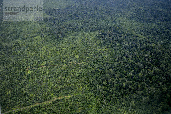 Plantage aus Ölpalmen (Elaeis guineensis) zur Gewinnung von Palmöl inmitten des Regenwaldes  Luftbild  Simeulue  Indonesien  Asien