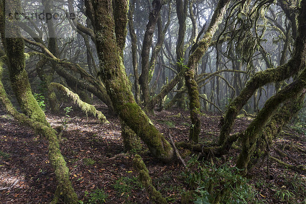 Nebelwald  Lorbeerwald  Nationalpark Garajonay  UNESCO Weltnaturerbe  La Gomera  Kanarische Inseln  Spanien  Europa