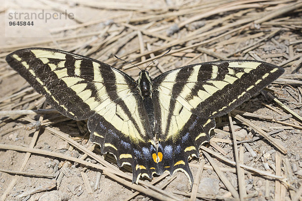 Westlicher Tigerschwalbenschwanz (Papilio rutulus)  Bryce-Canyon-Nationalpark  Utah  USA  Nordamerika