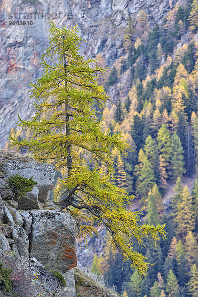 Eine solitär stehende Lärche (Larix decidua) auf einem Felsblock  Nationalpark Gran Paradiso  Valnontey  Piemont  Italien  Europa