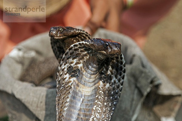 Zwei Schlangen  Kobras  Pokhara  Nepal  Asien