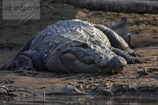 Sumpfkrokodil (Crocodylus palustris) am Ufer des East Rapti River im Chitwan-Nationalpark  bei Sauraha  Nepal  Asien
