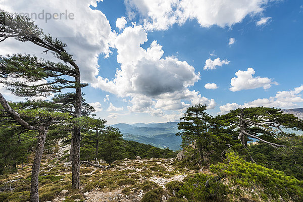 Ausblick über Kiefernwald und grüne Hügel  schöne Wolken  Col de Bavella  Bavella-Massiv  Korsika  Frankreich  Europa