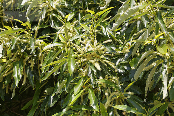 Blüten und Blätter  Edelkastanie oder Maronibaum (Castanea sativa)  Burgenland  Österreich  Europa
