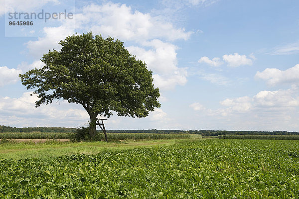 Einzelne Stieleiche (Quercus robur) mit Ansitzleiter  Hochsitz  Niedersachsen  Deutschland  Europa