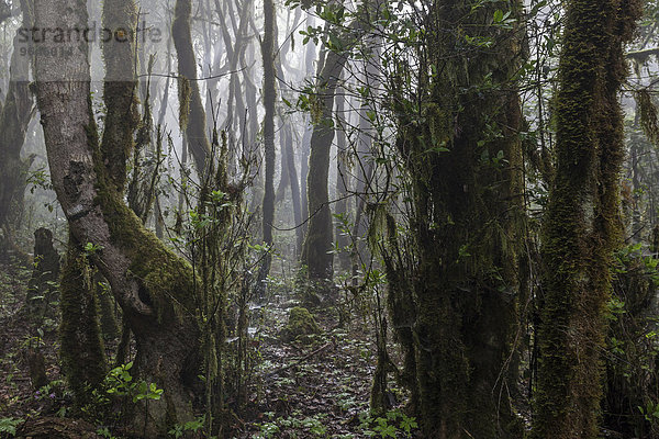 Nebel im Nebelwald  Lorbeerwald  Nationalpark Garajonay  UNESCO Weltnaturerbe  Gegenlicht  La Gomera  Kanarische Inseln  Spanien  Europa