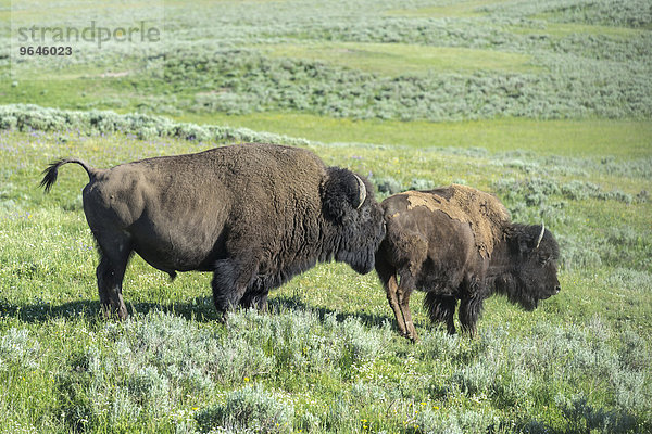 Zwei Bisons (Bison bison)  Yellowstone-Nationalpark  Wyoming  USA  Nordamerika