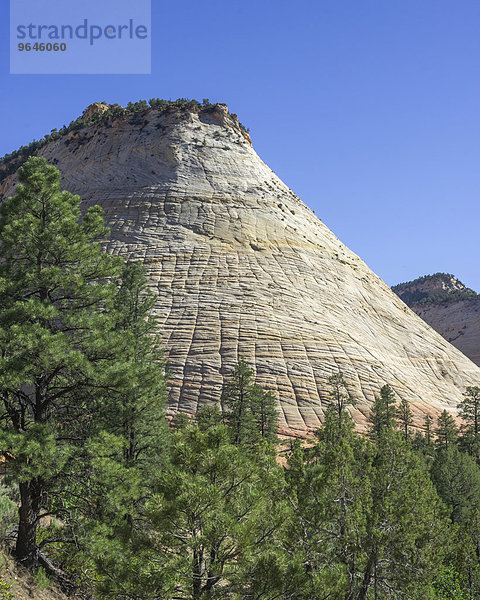 Checkerboard Mesa aus Navajo-Sandstein  Zion-Nationalpark  Springdale  Utah  USA  Nordamerika