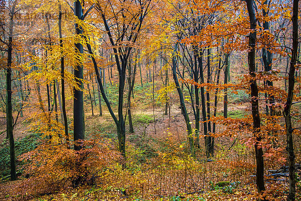 Herbstlicher Wald  Buchen (Fagus sp.)  Essen  Nordrhein-Westfalen  Deutschland  Europa