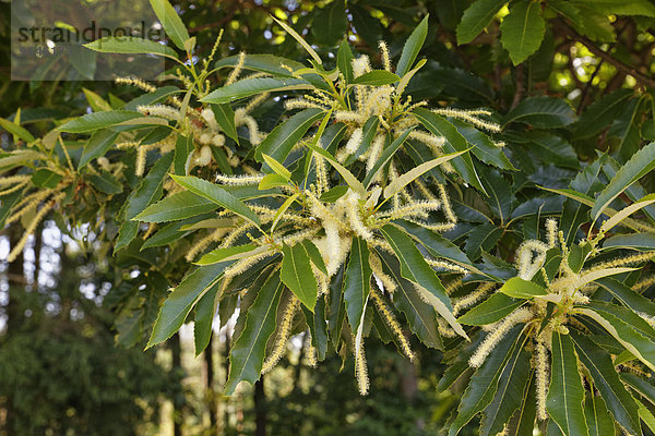 Blüten und Blätter  Edelkastanie oder Maronibaum (Castanea sativa)  Burgenland  Österreich  Europa