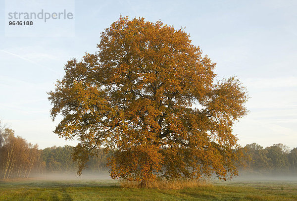Einzelne Stieleiche (Quercus robur) im Herbst im frühen Morgenlicht  Niedersachsen  Deutschland  Europa