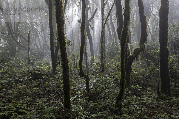 Nebel im Nebelwald  Lorbeerwald  Nationalpark Garajonay  UNESCO Weltnaturerbe  Gegenlicht  La Gomera  Kanarische Inseln  Spanien  Europa