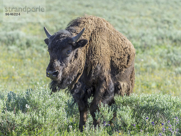 Bison (Bison bison)  Yellowstone-Nationalpark  Wyoming  USA  Nordamerika