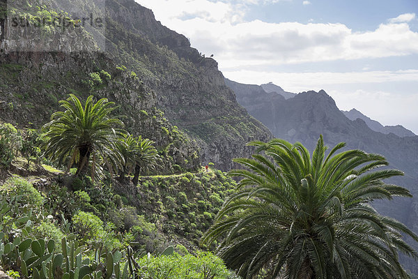 Wanderweg im Lomo del Carretón bei Arure  Gemeinde Valle Gran Rey  La Gomera  Kanarische Inseln  Spanien  Europa