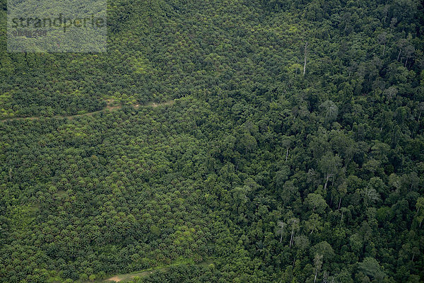 Plantage aus Ölpalmen (Elaeis guineensis) zur Gewinnung von Palmöl inmitten des Regenwaldes  Luftbild  Simeulue  Indonesien  Asien