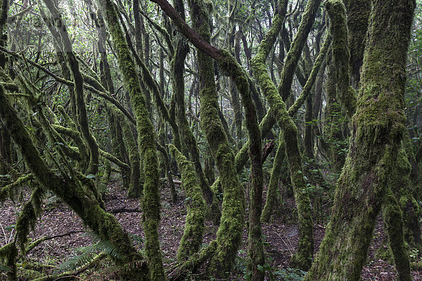 Nebelwald  Lorbeerwald  Nationalpark Garajonay  UNESCO Weltnaturerbe  La Gomera  Kanarische Inseln  Spanien  Europa