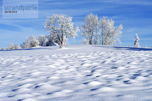 Winterlandschaft mit Bäumen  Zugerberg  Kanton Zug  Schweiz  Europa