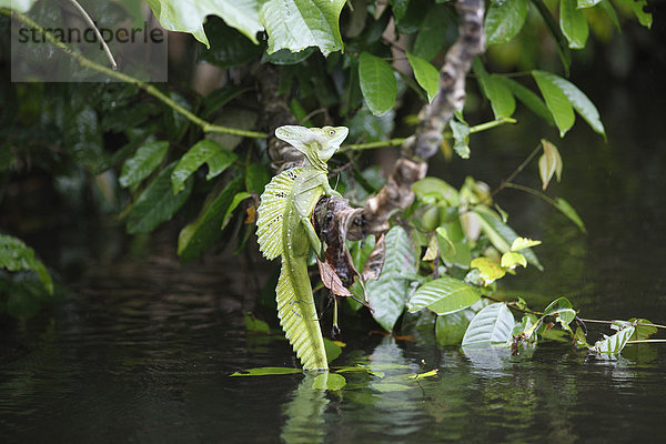 Helmbasilisk (Basiliscus basiliscus)  Rio San Juan  Nicaragua  Nordamerika