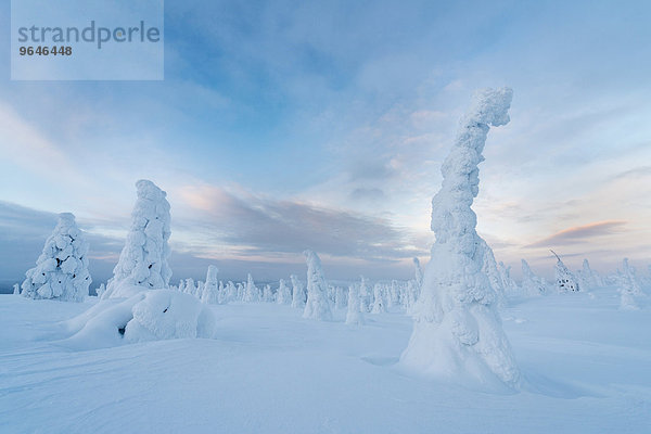 Eingeschneite Bäume  Riisitunturi-Nationalpark  Posio  Lappland  Finnland  Europa