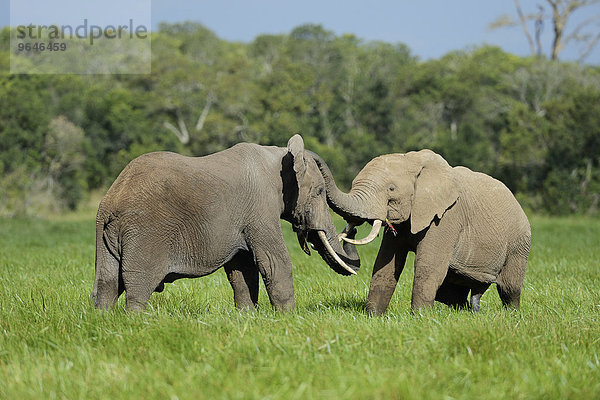 Afrikanischer Elefant  (Loxodonta africana)  Bullen beim Kräfte messen  spielerischer kampf  Sweet Water Game Reserve  Kenia  Afrika