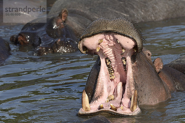 Flusspferd (Hippopotamus amphibicus)  mit aufgerissenem Maul Nahaufnahme  Weibchen  gähnend  drohend  Talek River  Masai Mara  Nationalreservat  Kenia  Afrika