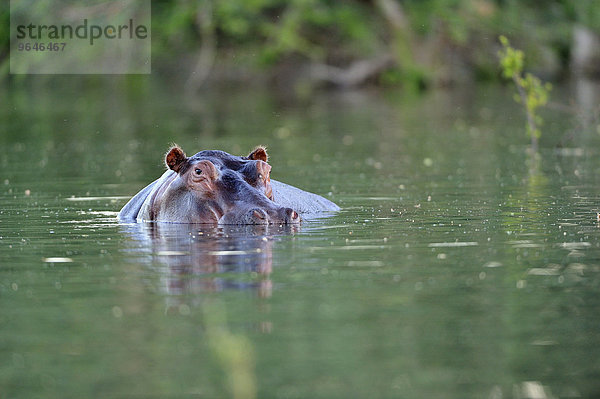 Flusspferd (Hippopotamus amphibicus)  Porträt im Wasser  Seitenarm des Sambesi  Lower Zambesi Nationalpark  Sambia  Afrika