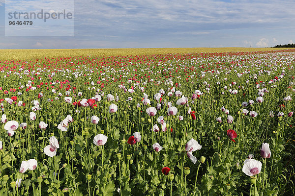 Mohnfeld  Schlafmohn (Papaver somniferum)  bei Sallingberg  Waldviertel  Niederösterreich  Österreich  Europa