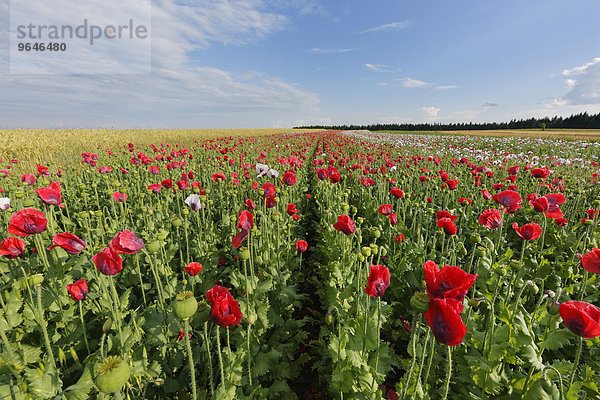 Mohnfeld  Schlafmohn (Papaver somniferum)  bei Sallingberg  Waldviertel  Niederösterreich  Österreich  Europa