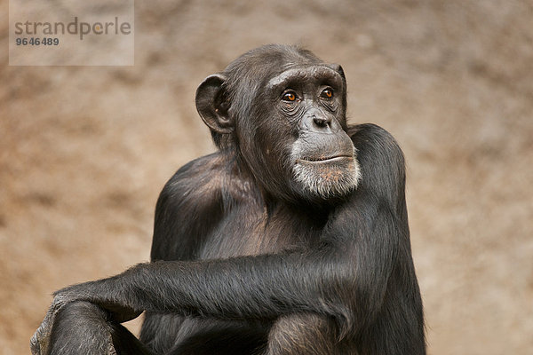 Westafrikanischer Schimpanse (Pan troglodytes verus)  captive  Sachsen  Deutschland  Europa