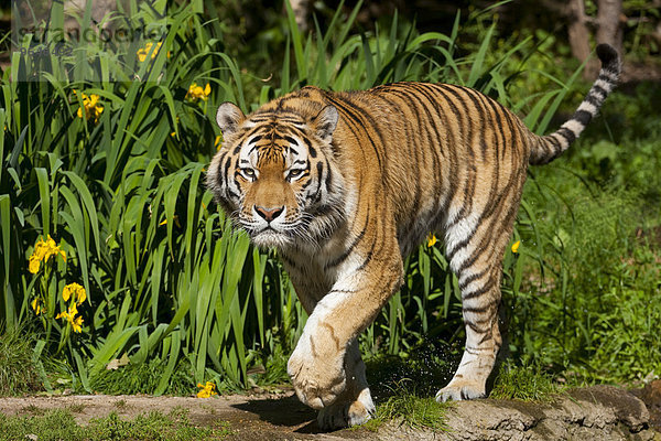 Sibirischer Tiger oder Amurtiger (Panthera tigris altaica)  captive  Sachsen  Deutschland  Europa