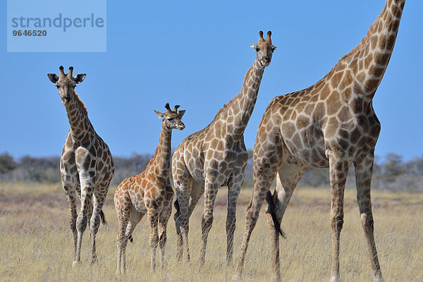 Giraffen (Giraffa camelopardalis)  adulte Weibchen und Jungtier  im trockenen Gras stehend  Etosha-Nationalpark  Namibia  Afrika