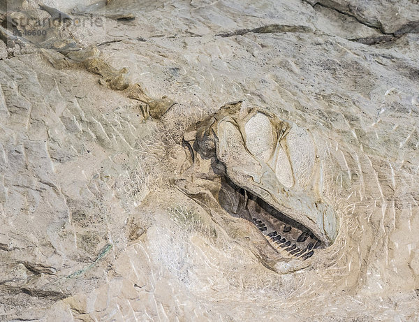 Überdachte Fundstelle der Dinosaurierknochen  Dinosaur National Monument  Jensen  Utah  USA  Nordamerika