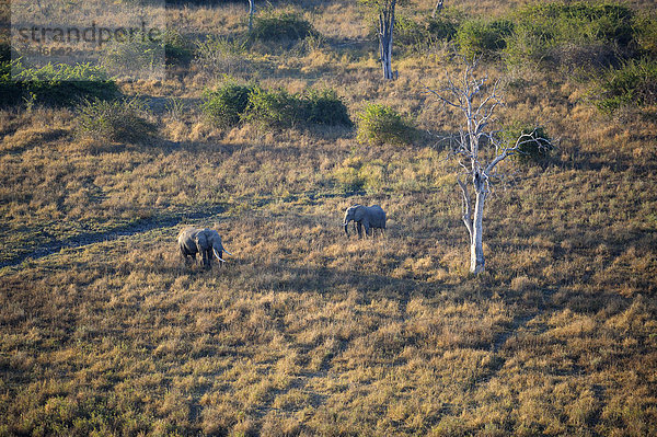 Zwei afrikanische Elefanten gehen durch trockenes Gras  (Loxodonta africana)  Bulle und Kuh  Luftaufnahme  im ersten Morgenlicht  South Luangwa Nationalpark  Sambia  Afrika