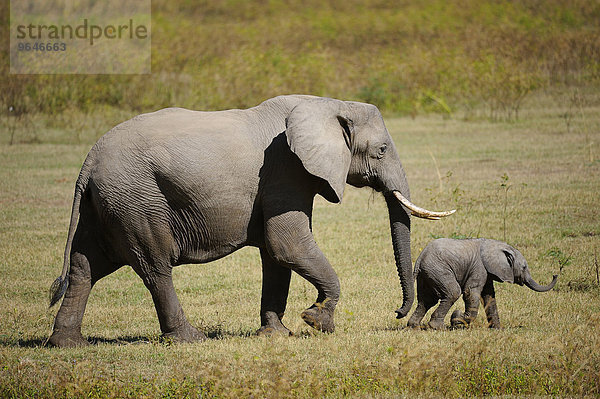 Afrikanischer Elefant  (Loxodonta africana)  Elefantenkuh mit Jungtier  South Luangwa Nationalpark  Sambia  Afrika