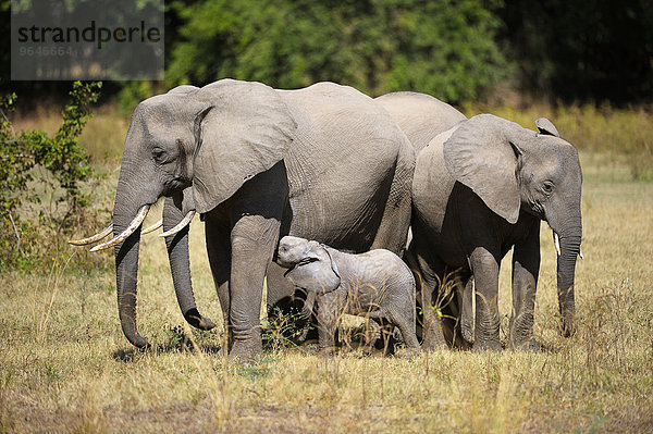 Afrikanischer Elefant  (Loxodonta africana)  Tierfamilie mit Jungtieren  South Luangwa Nationalpark  Sambia  Afrika