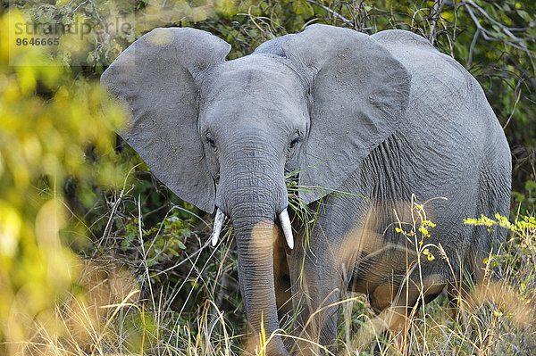 Afrikanischer Elefant  (Loxodonta africana)  im Gebüsch beim Fressen  South Luangwa Nationalpark  Sambia  Afrika