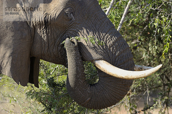 Afrikanischer Elefant  (Loxodonta africana)  Porträt  beim Fressen  South Luangwa Nationalpark  Sambia  Afrika