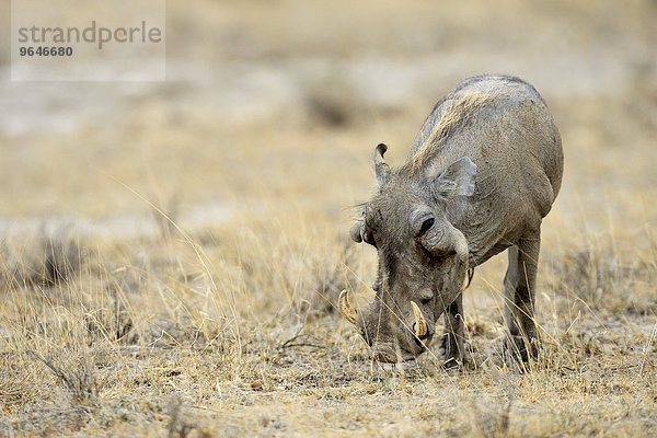 Wüstenwarzenschwein (Phacochoerus aethiopicus)  Buffalo Spring Nationalreservat  Kenia  Afrika