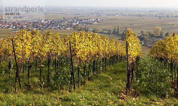 Ausblick über die Weinberge auf den Weinort Hainfeld  Südpfalz  Pfalz  Rheinland-Pfalz  Deutschland  Europa