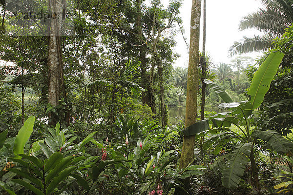 Dschungel oder Urwald am Rio Indio  San Juan de Nicaragua oder San Juan del Norte oder Greytown  Rio San Juan  Nicaragua  Nordamerika